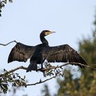 Kormoran