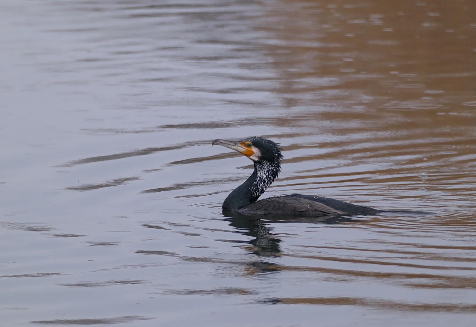 Kormoran