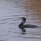 Kormoran