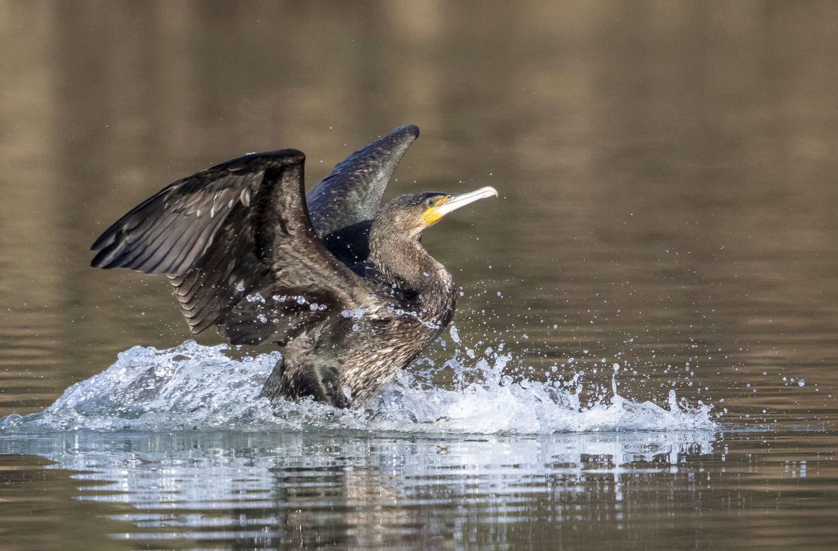 Kormoran ...