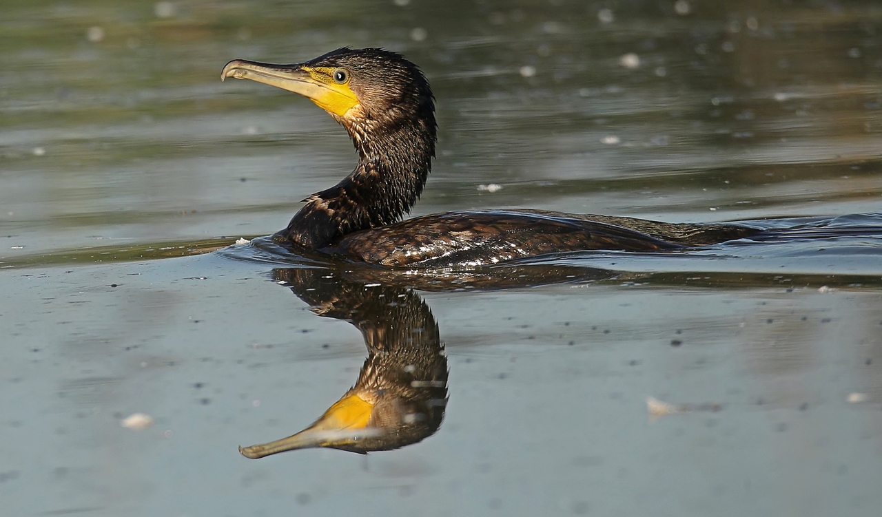 Kormoran