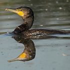 Kormoran