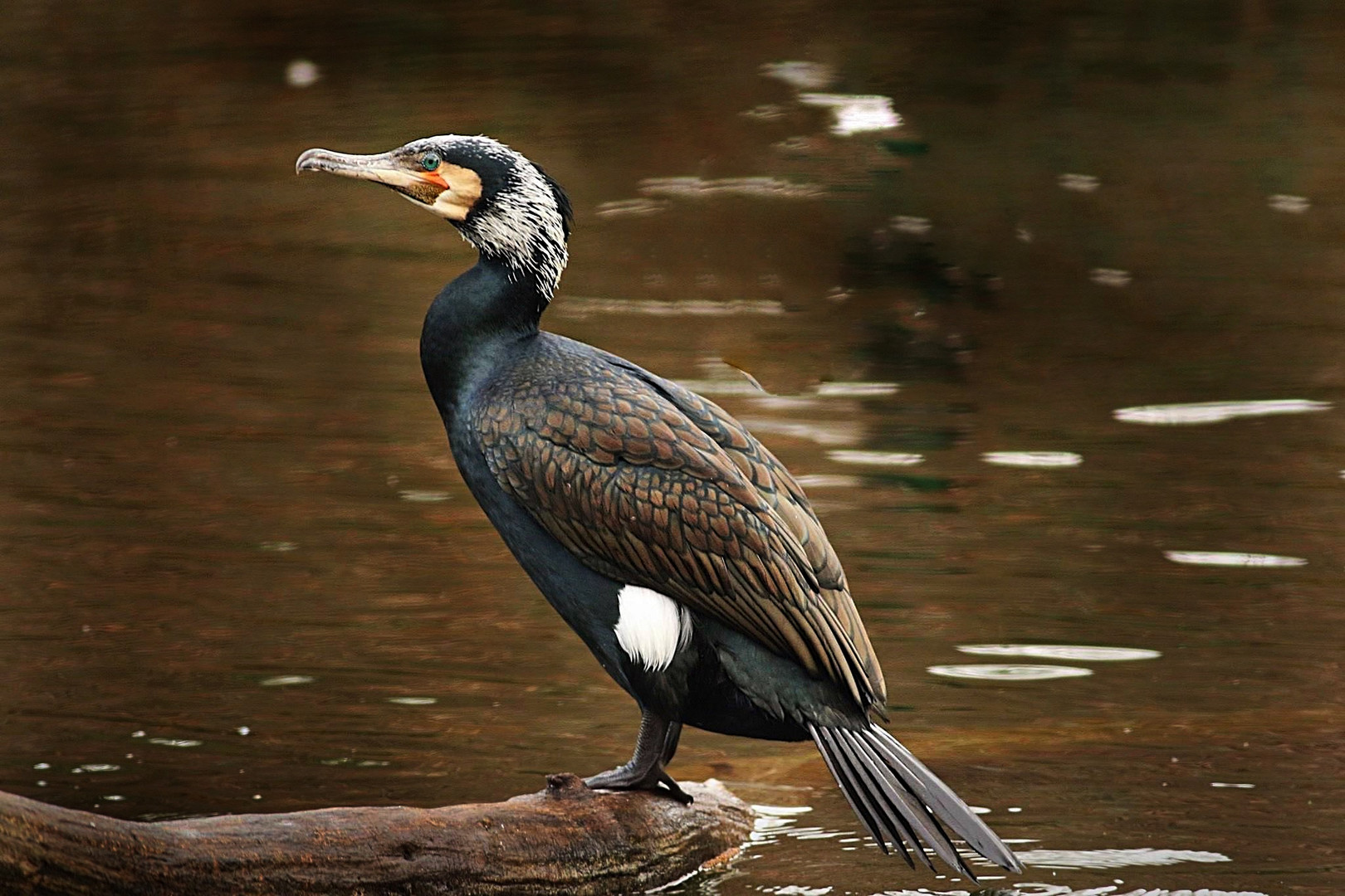 Kormoran 