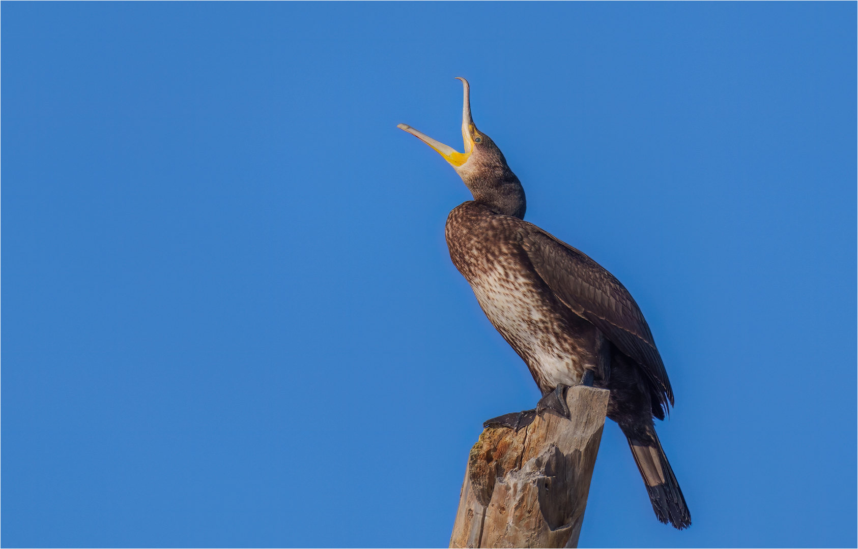 Kormoran