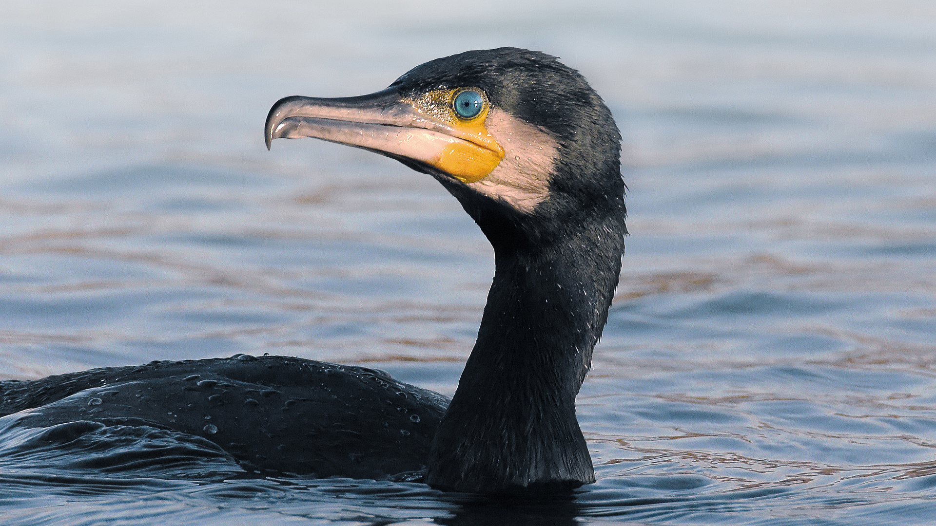 Kormoran Foto & Bild | tiere, wildlife, wild lebende vögel Bilder auf ...