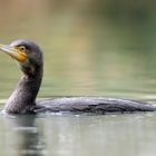 Kormoran