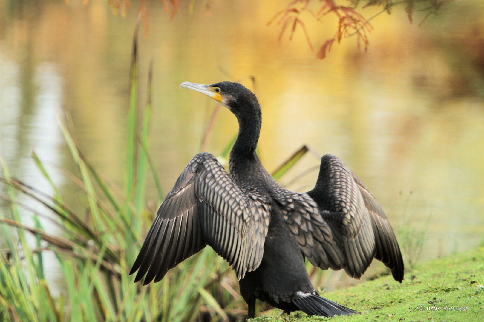 Kormoran