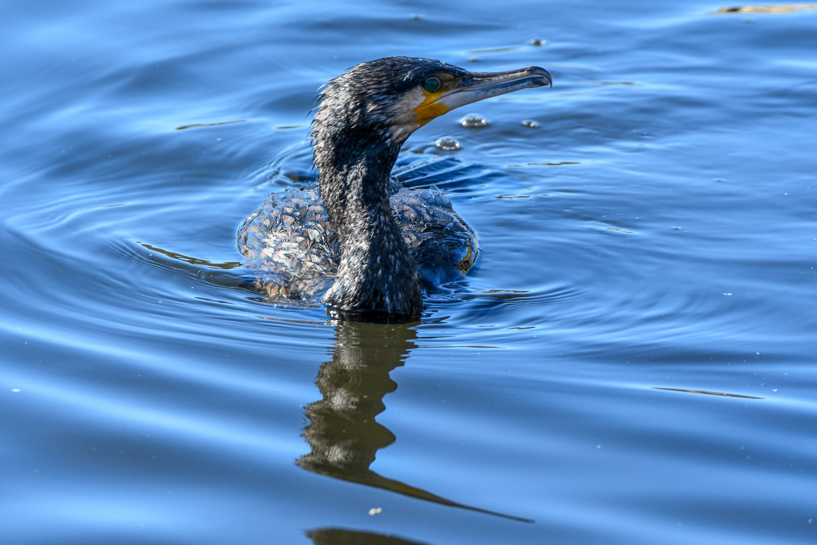 Kormoran