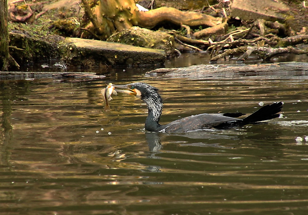 Kormoran ...