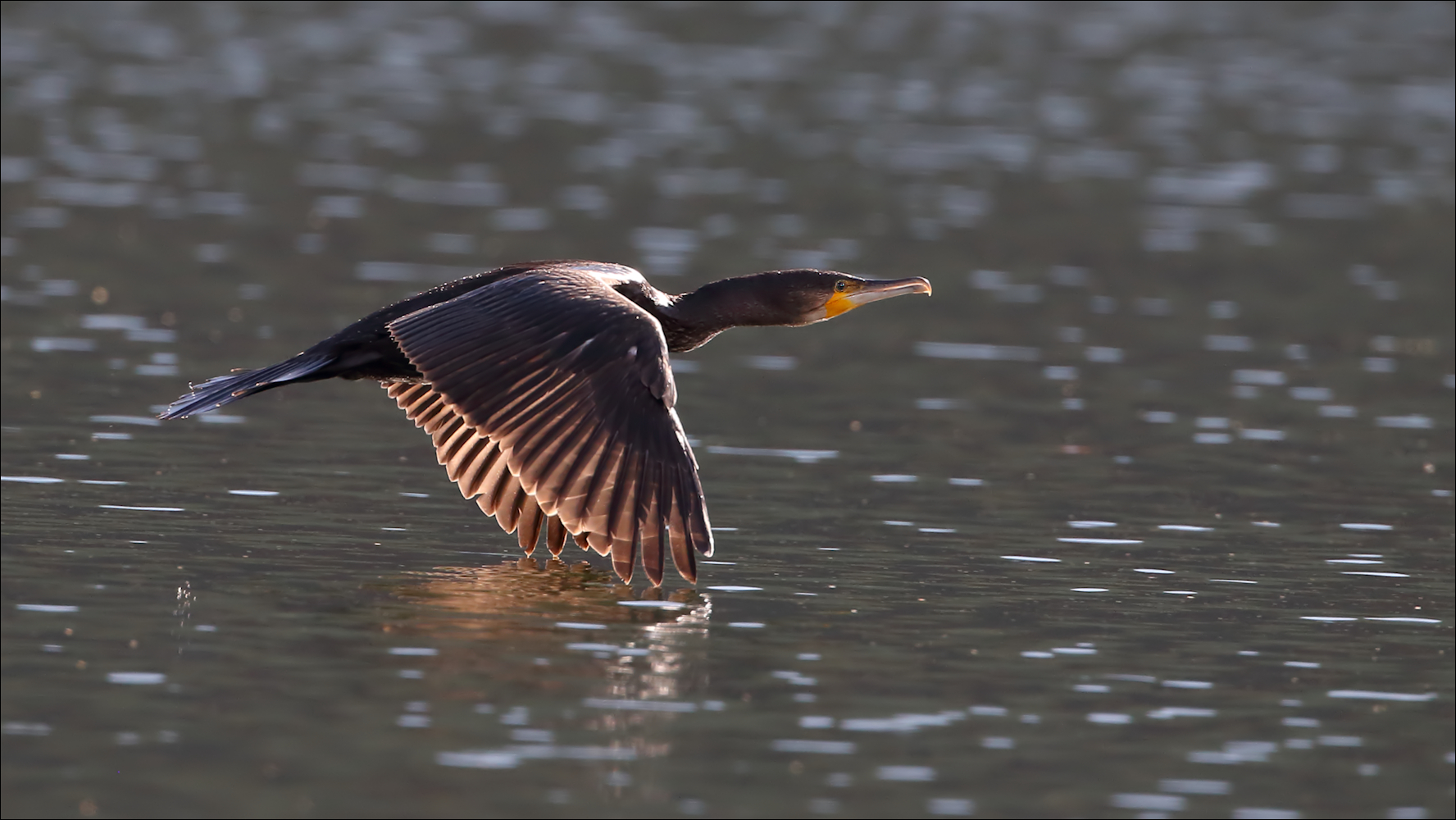 Kormoran