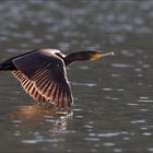 Kormoran