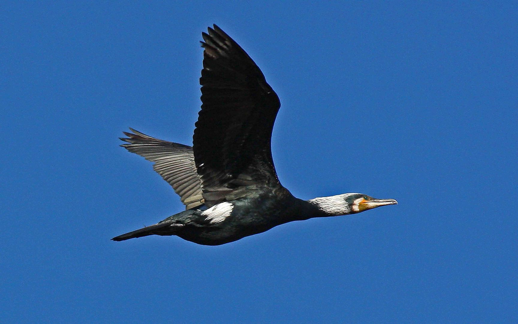 Kormoran