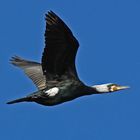 Kormoran