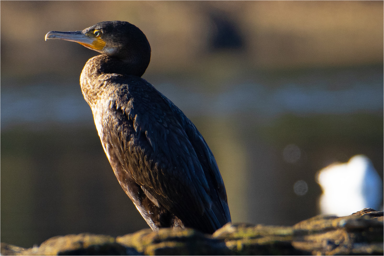 Kormoran