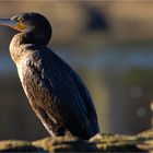 Kormoran