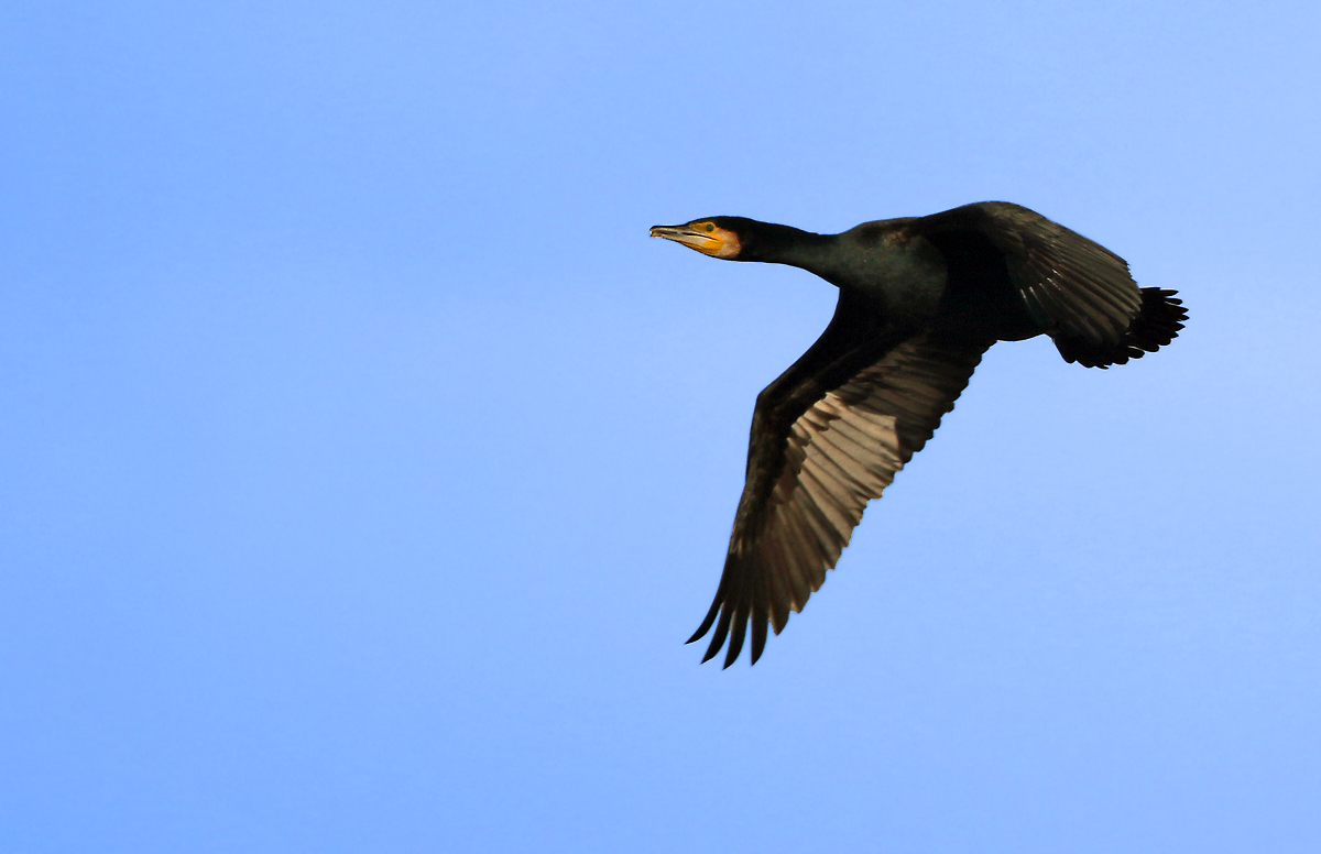 Kormoran