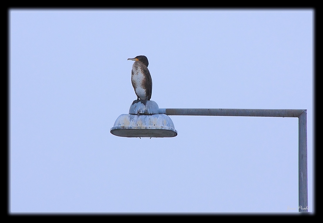 kormoran