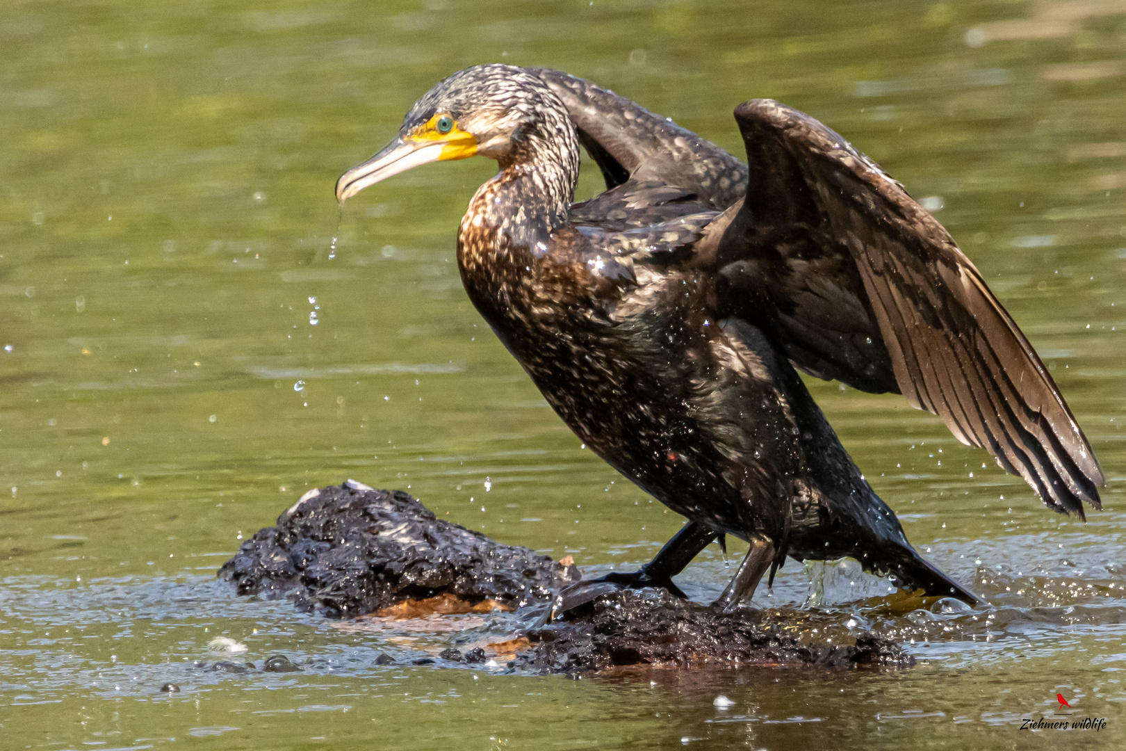 Kormoran