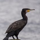 Kormoran