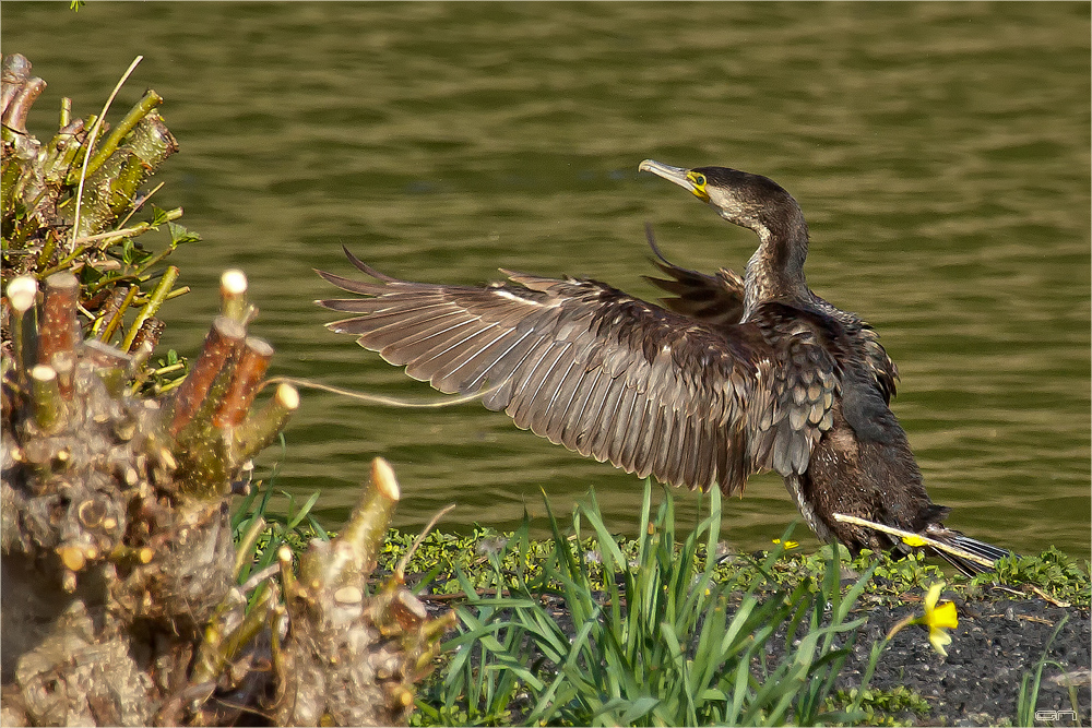 Kormoran