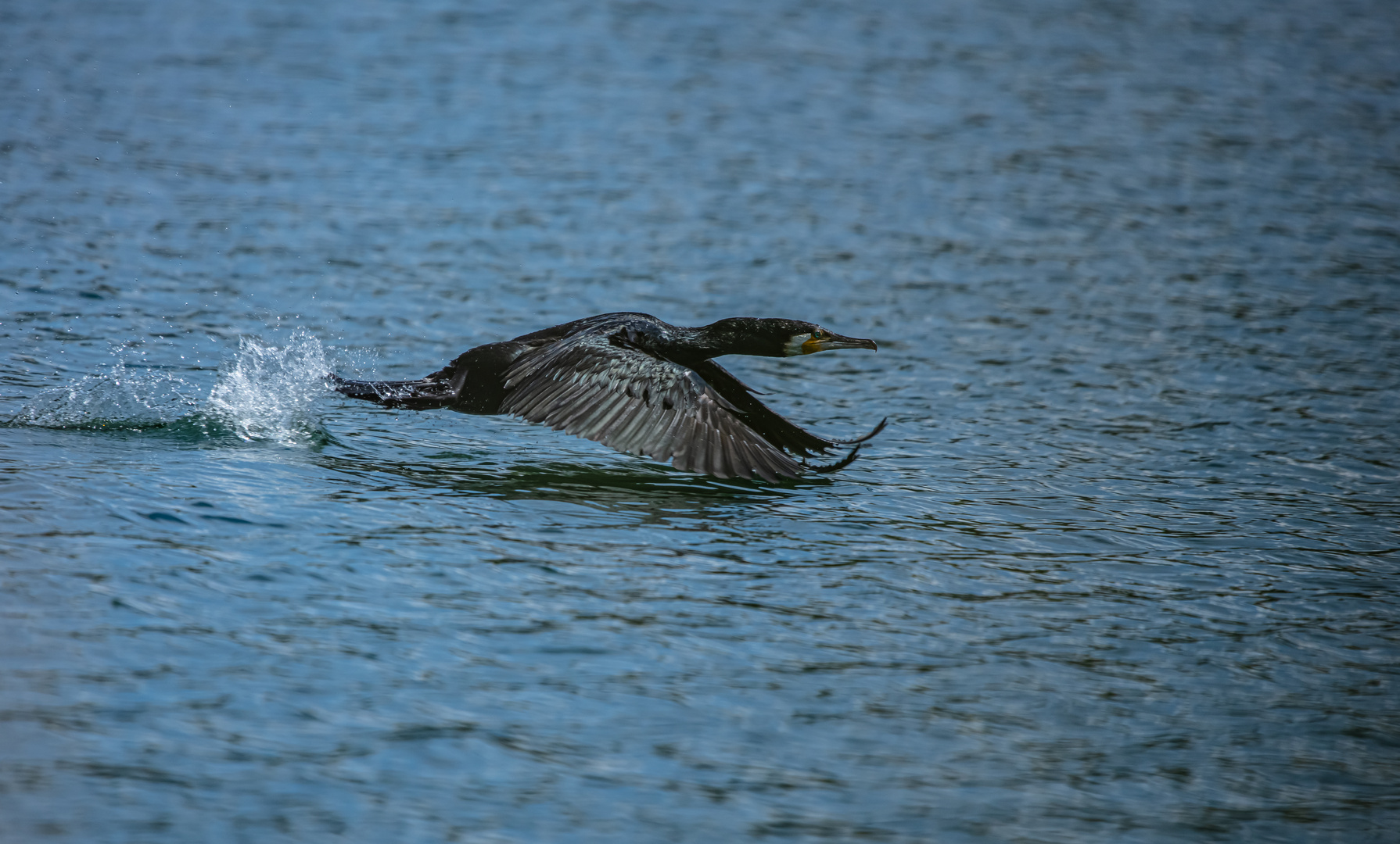 Kormoran         