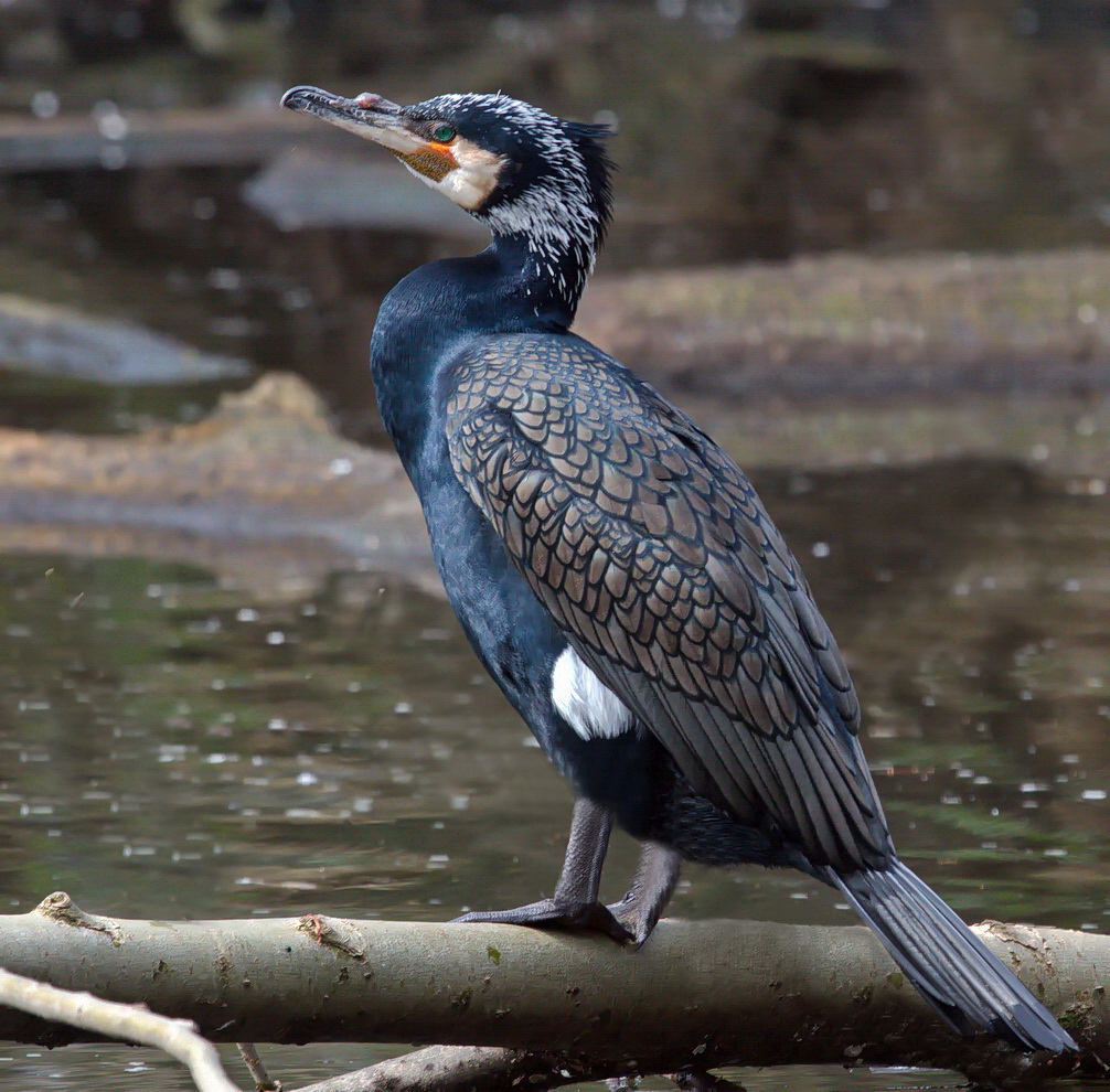 Kormoran