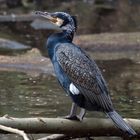 Kormoran