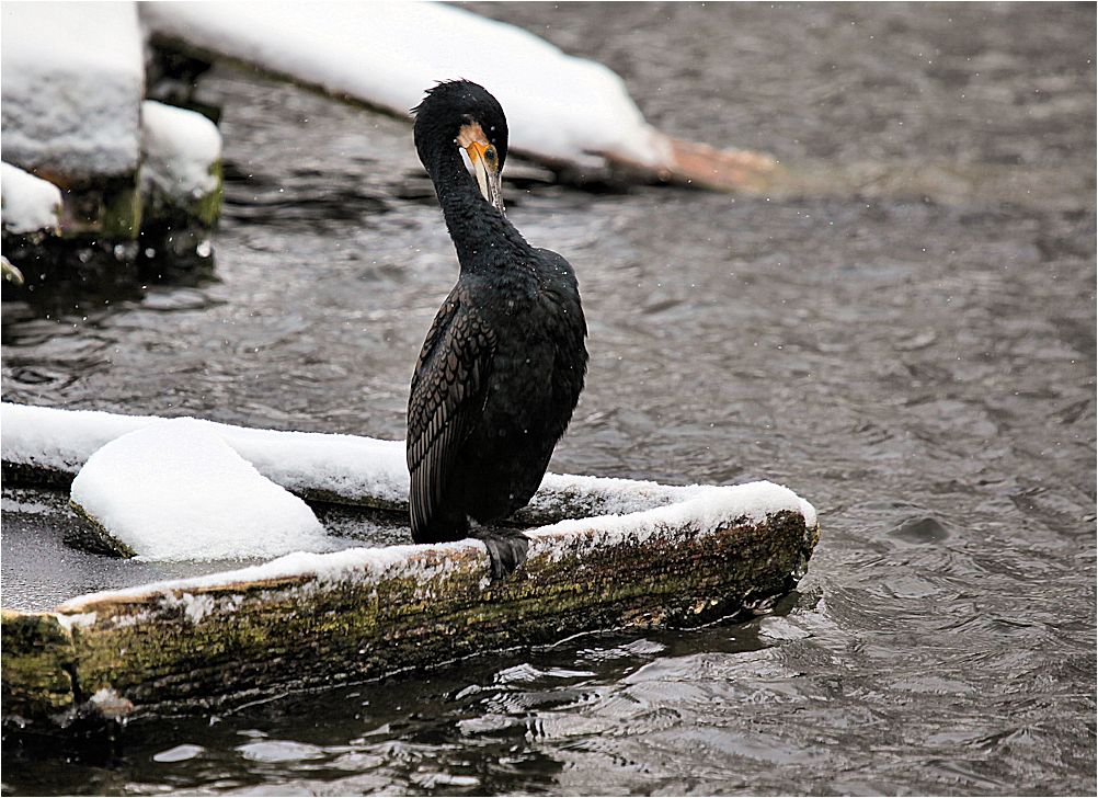 kormoran...