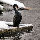 kormoran...