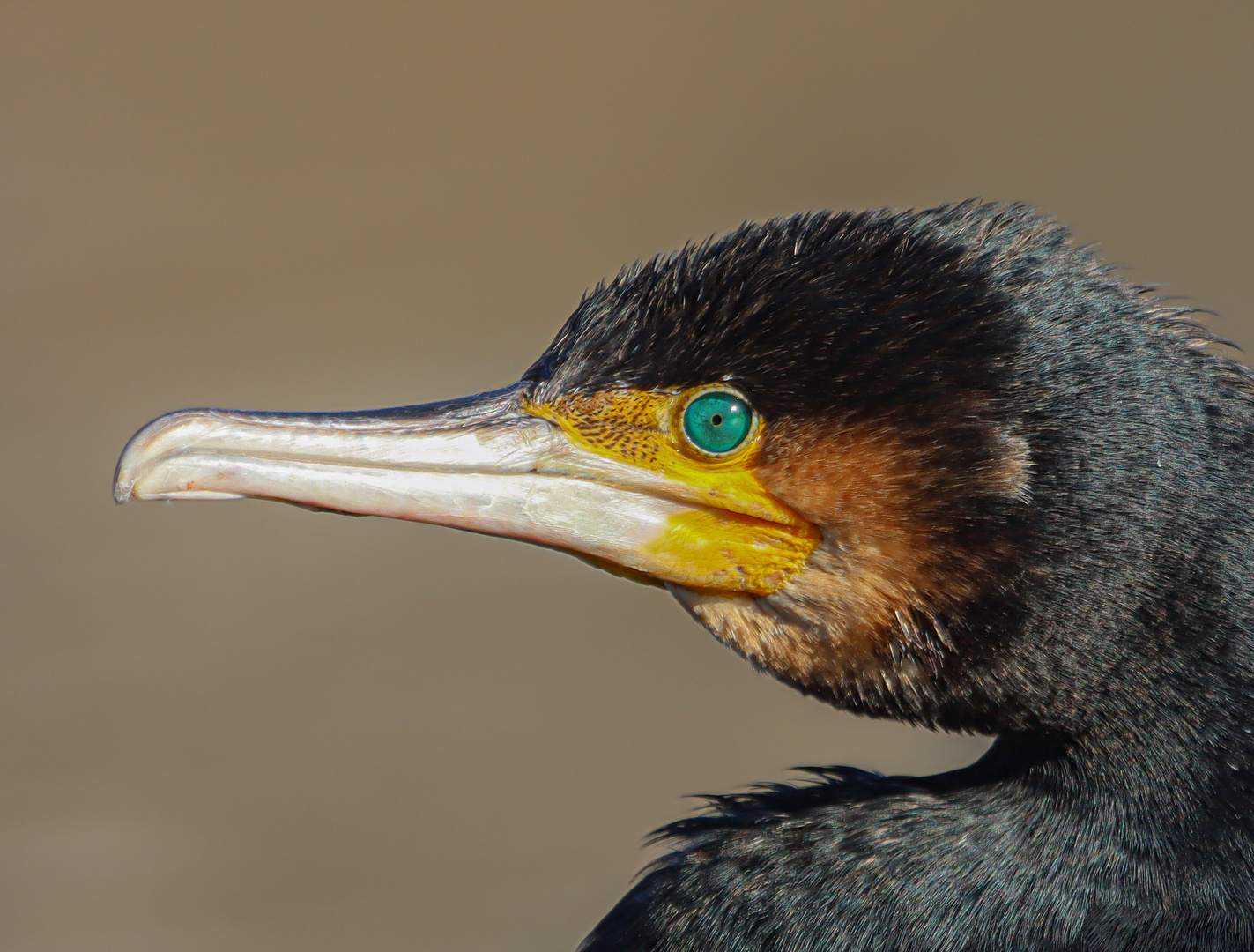 Kormoran