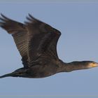 Kormoran