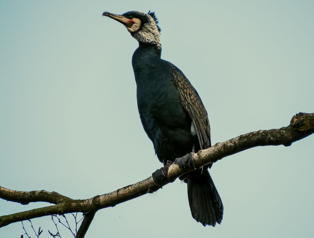 Kormoran