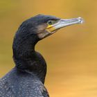 Kormoran