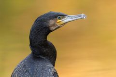 Kormoran