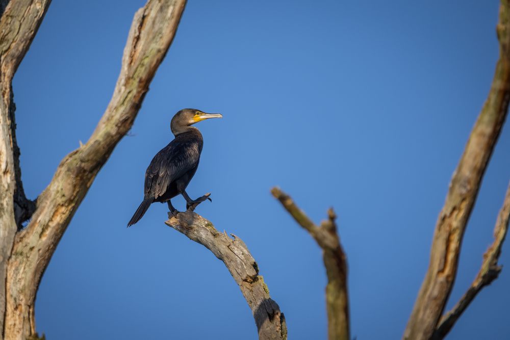 Kormoran