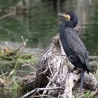 Kormoran