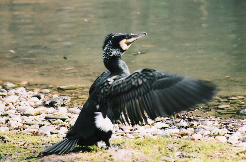 Kormoran