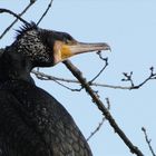 ~ Kormoran ~