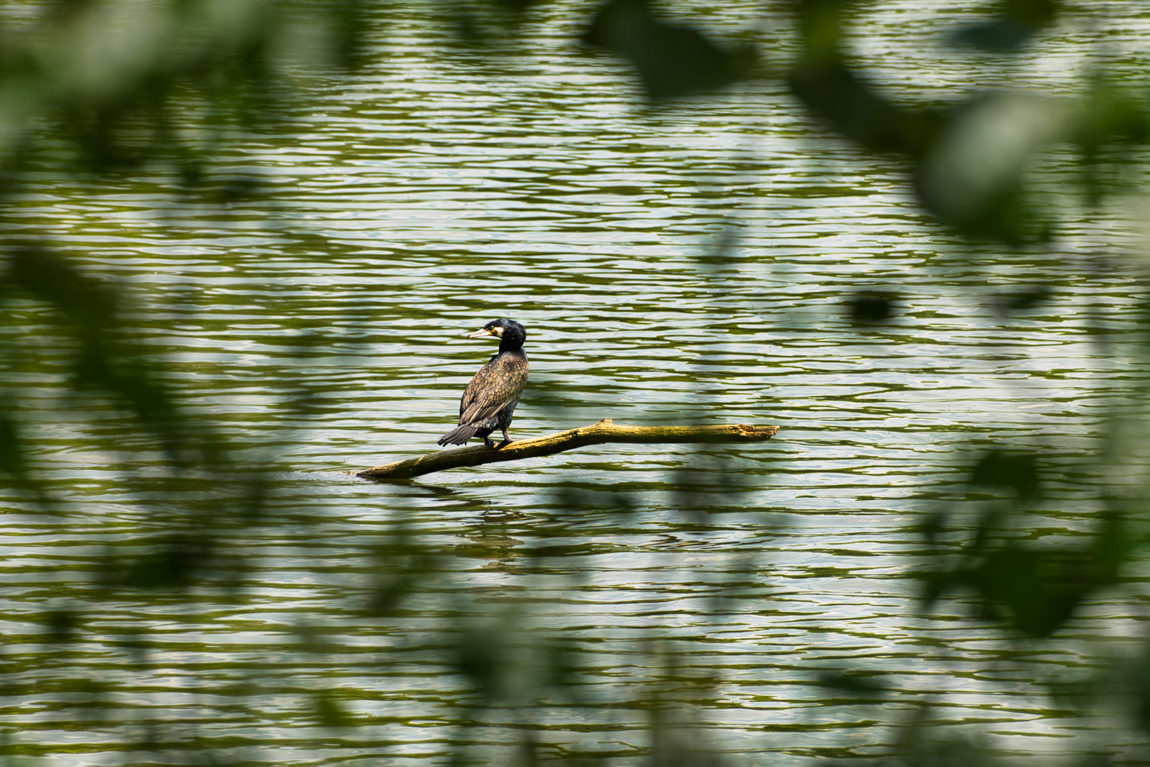 Kormoran