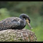 Kormoran