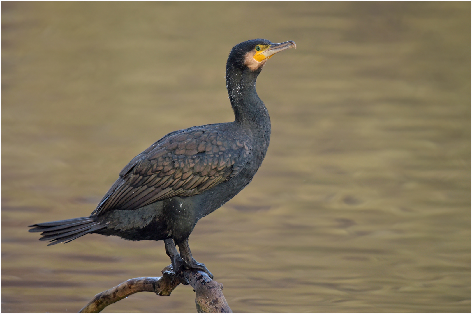 Kormoran Foto & Bild | tiere, wildlife, wild lebende vögel Bilder auf ...