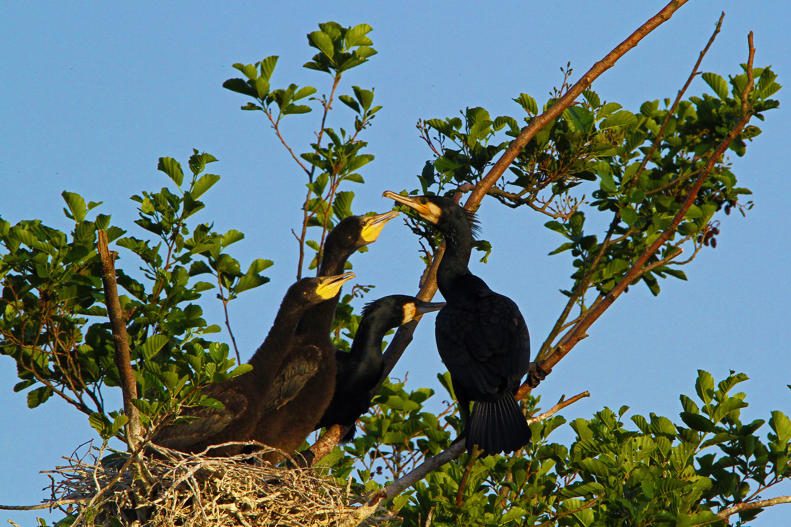 Kormoran