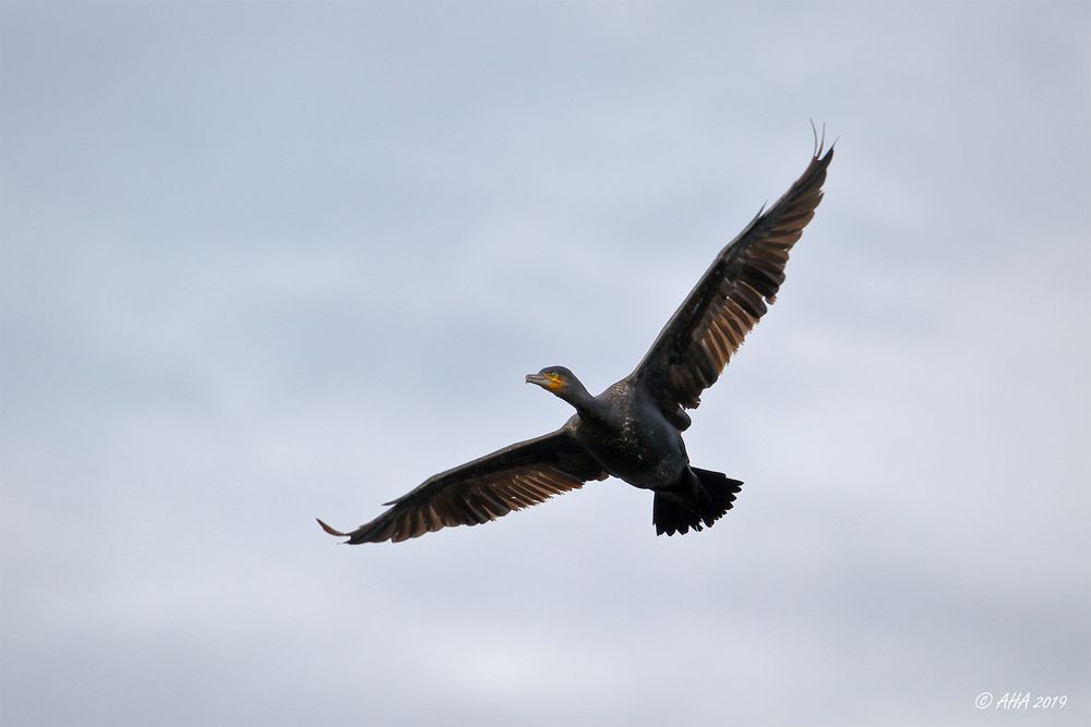 Kormoran