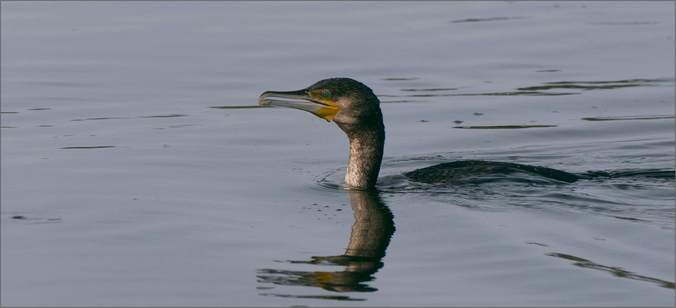 Kormoran