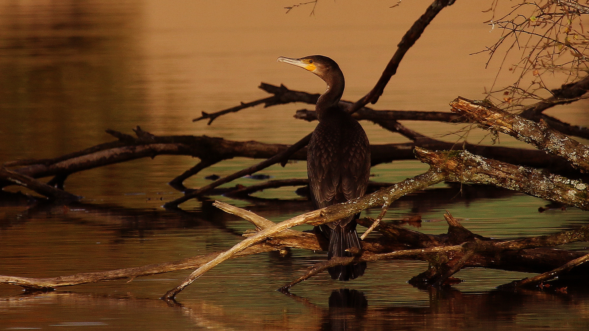 Kormoran... 