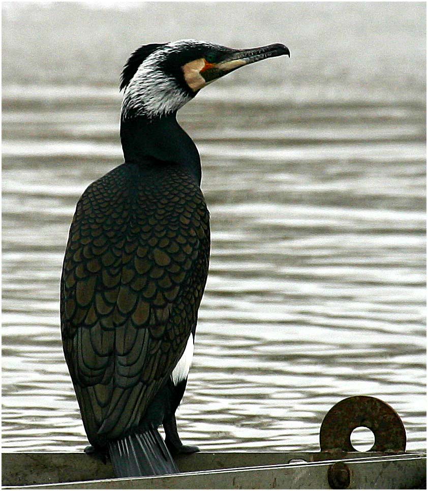 Kormoran