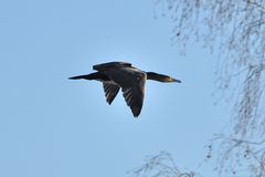 Kormoran