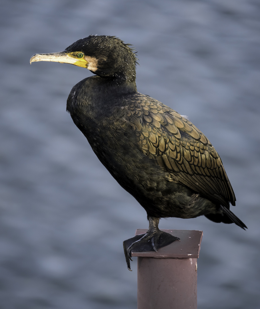 Kormoran