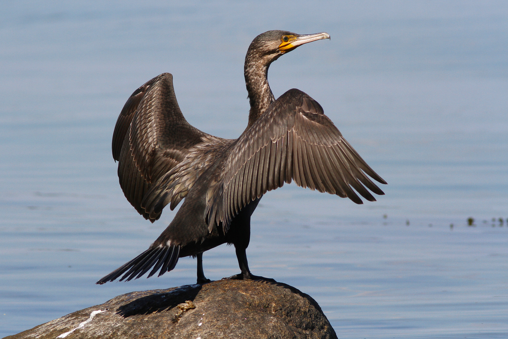 Kormoran Foto & Bild | vögel, natur, wildlife Bilder auf fotocommunity