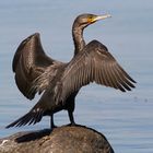 Kormoran